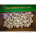 High Quality Fresh Normal White Garlic 5.0cm